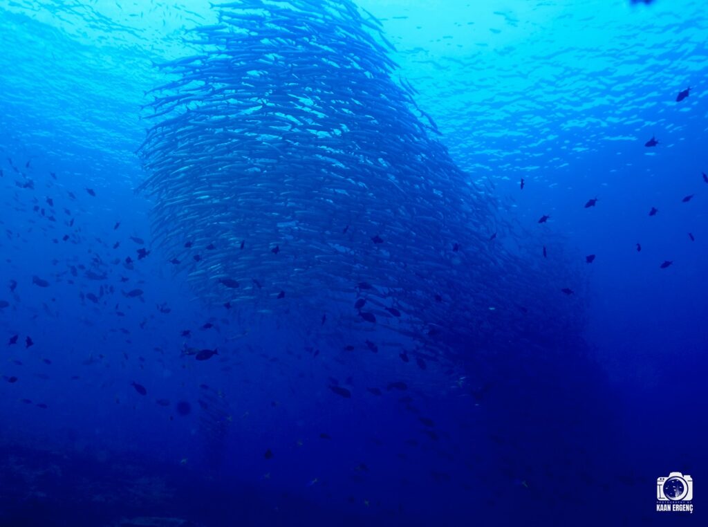 deephookdiscoveries_1757339611_3717156536658225868_76403447352