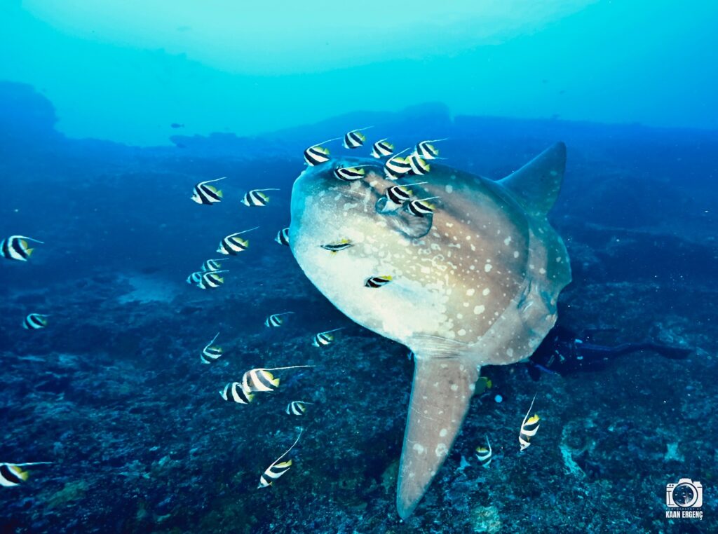 deephookdiscoveries_1759226979_3732988925493917074_76403447352