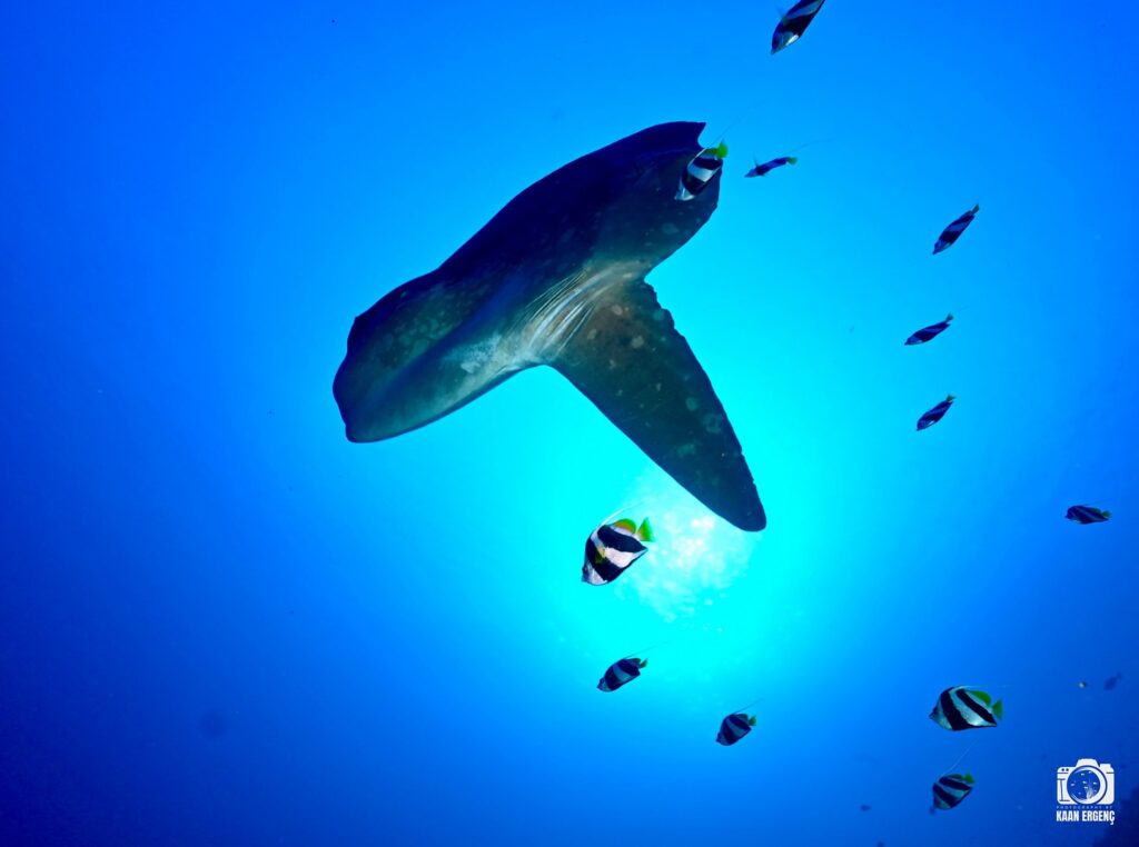 deephookdiscoveries_1759226979_3732988925493921131_76403447352