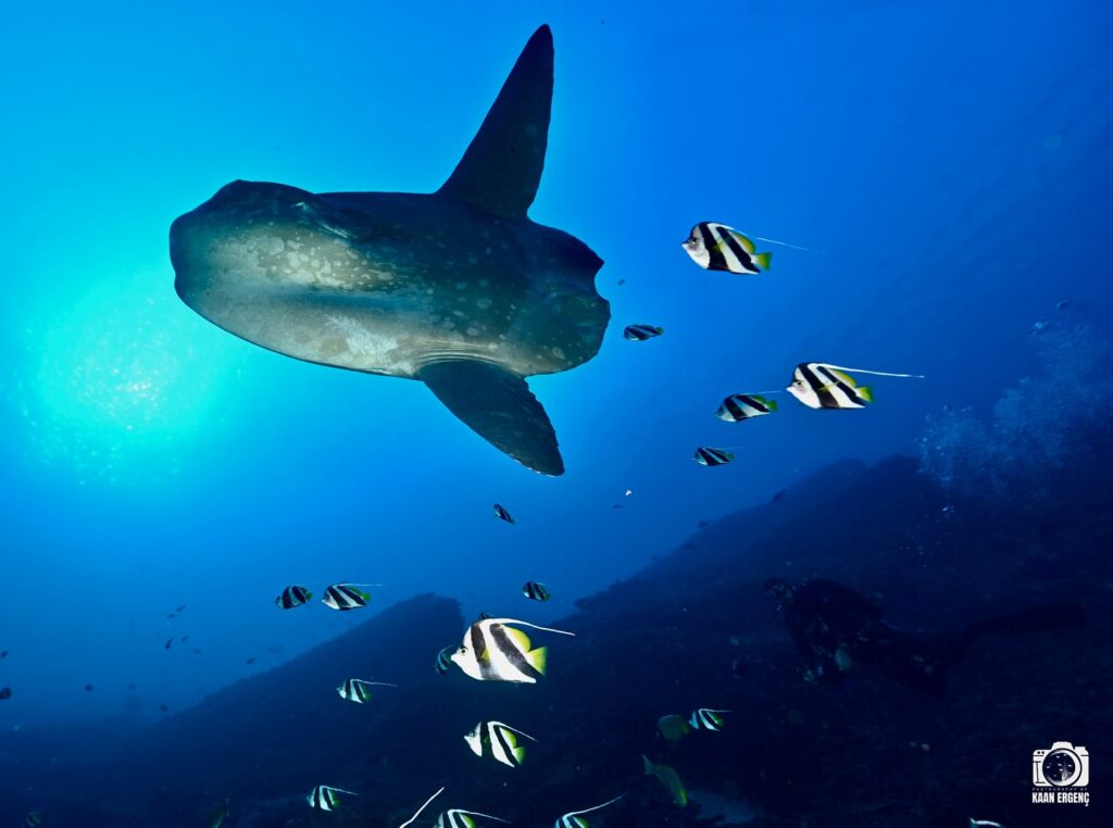 deephookdiscoveries_1759226979_3732988925493930811_76403447352