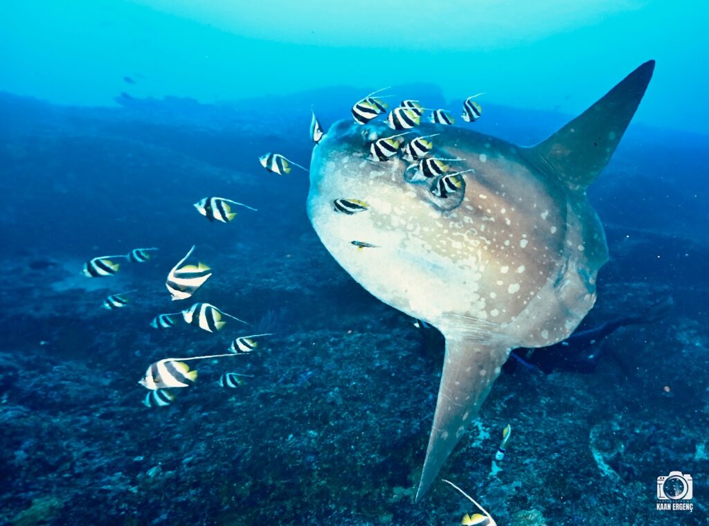 deephookdiscoveries_1759226979_3732988925493934770_76403447352