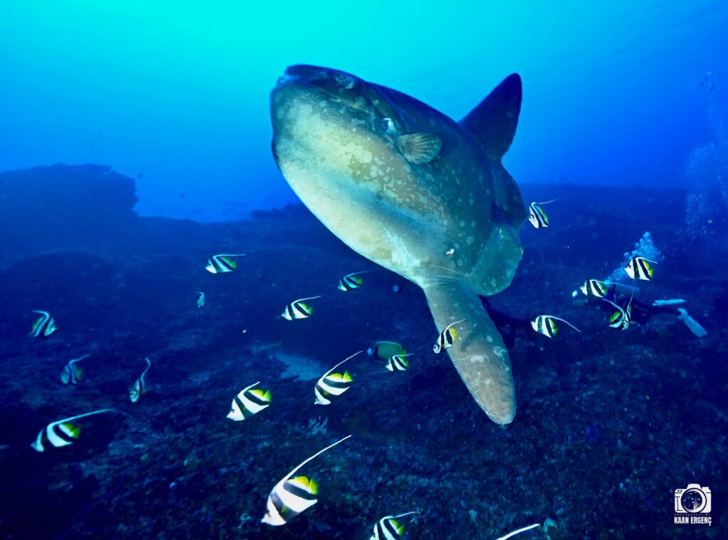 deephookdiscoveries_1759226979_3732988925493943586_76403447352