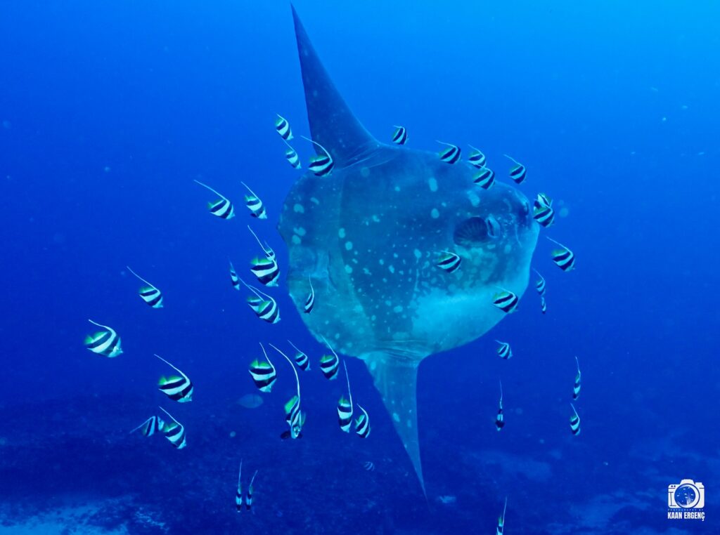 deephookdiscoveries_1759226979_3732988925493955331_76403447352