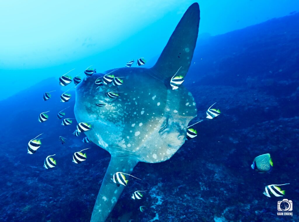 deephookdiscoveries_1759226979_3732988925493961847_76403447352