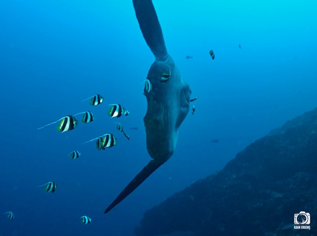 deephookdiscoveries_1759226979_3732988925502344968_76403447352