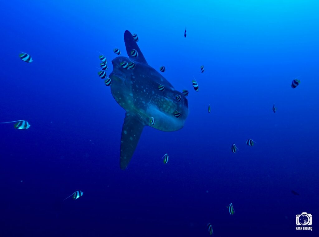 deephookdiscoveries_1759226979_3732988925812720274_76403447352