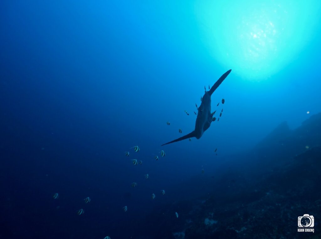 deephookdiscoveries_1759227080_3732989770931376592_76403447352