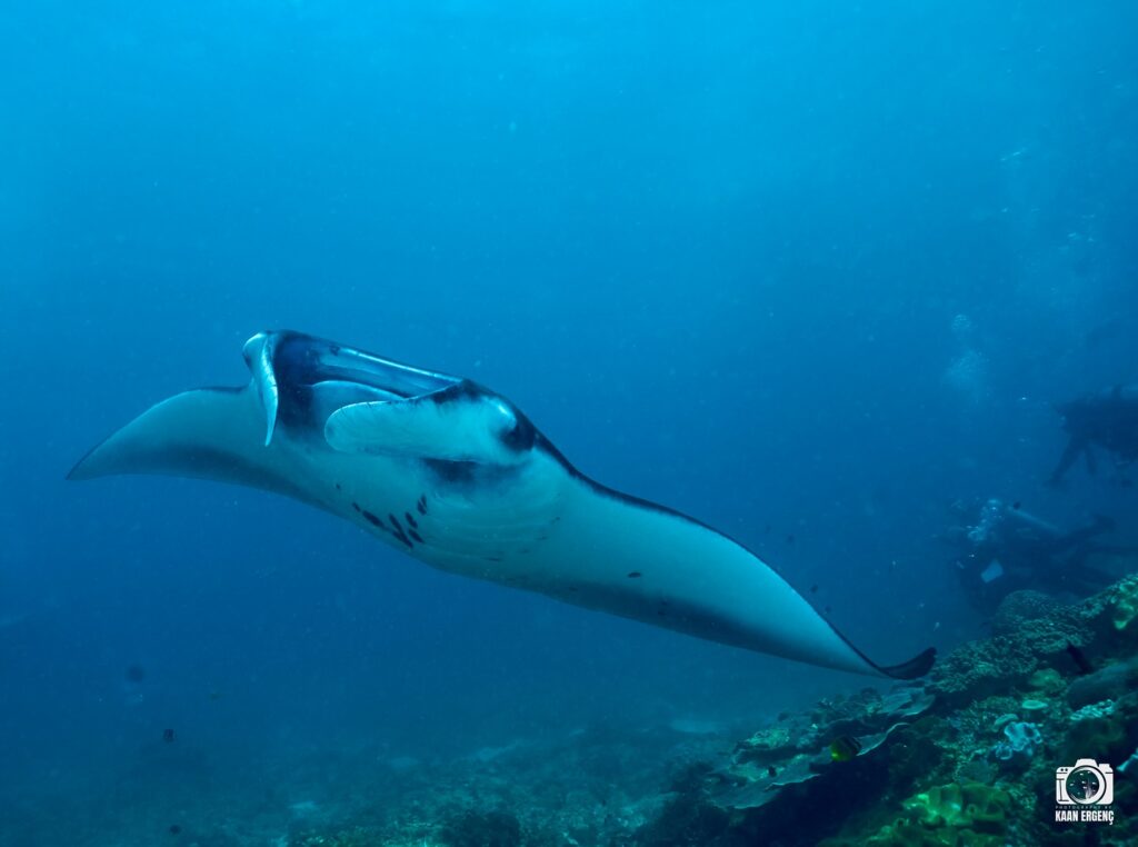 deephookdiscoveries_1759227080_3732989770931397919_76403447352