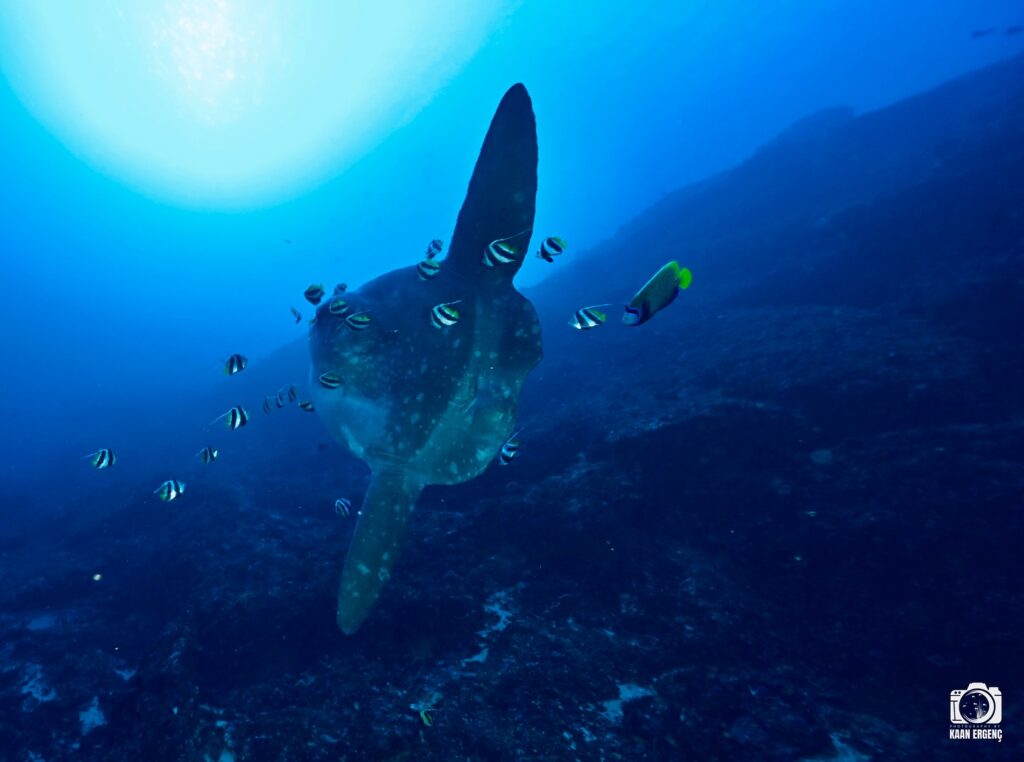 deephookdiscoveries_1759227080_3732989770931436033_76403447352