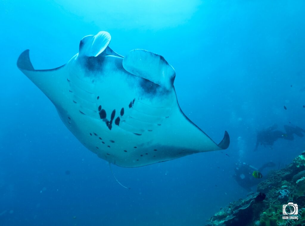 deephookdiscoveries_1759227080_3732989770939811601_76403447352