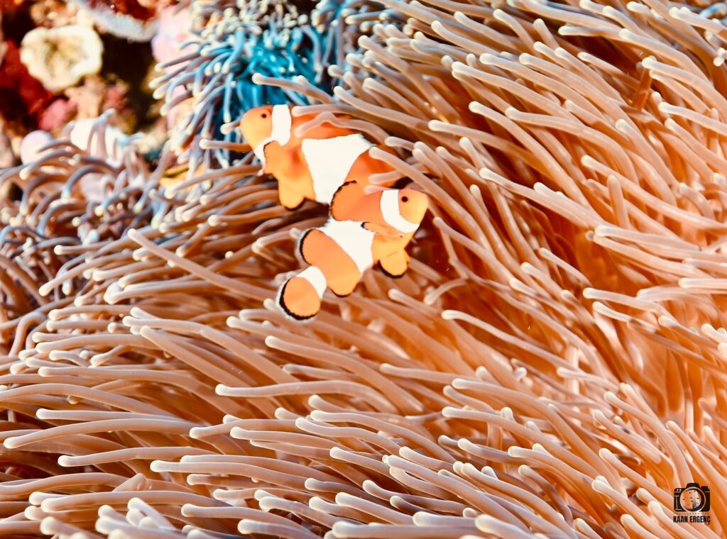 deephookdiscoveries_1759227153_3732990386193891277_76403447352