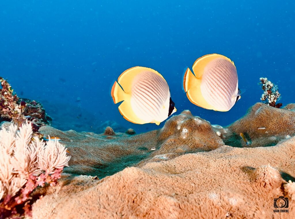 deephookdiscoveries_1759227153_3732990386202235187_76403447352