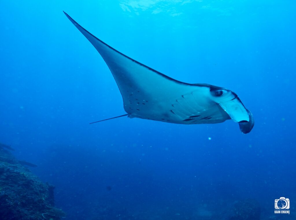 deephookdiscoveries_1759227153_3732990386202244961_76403447352