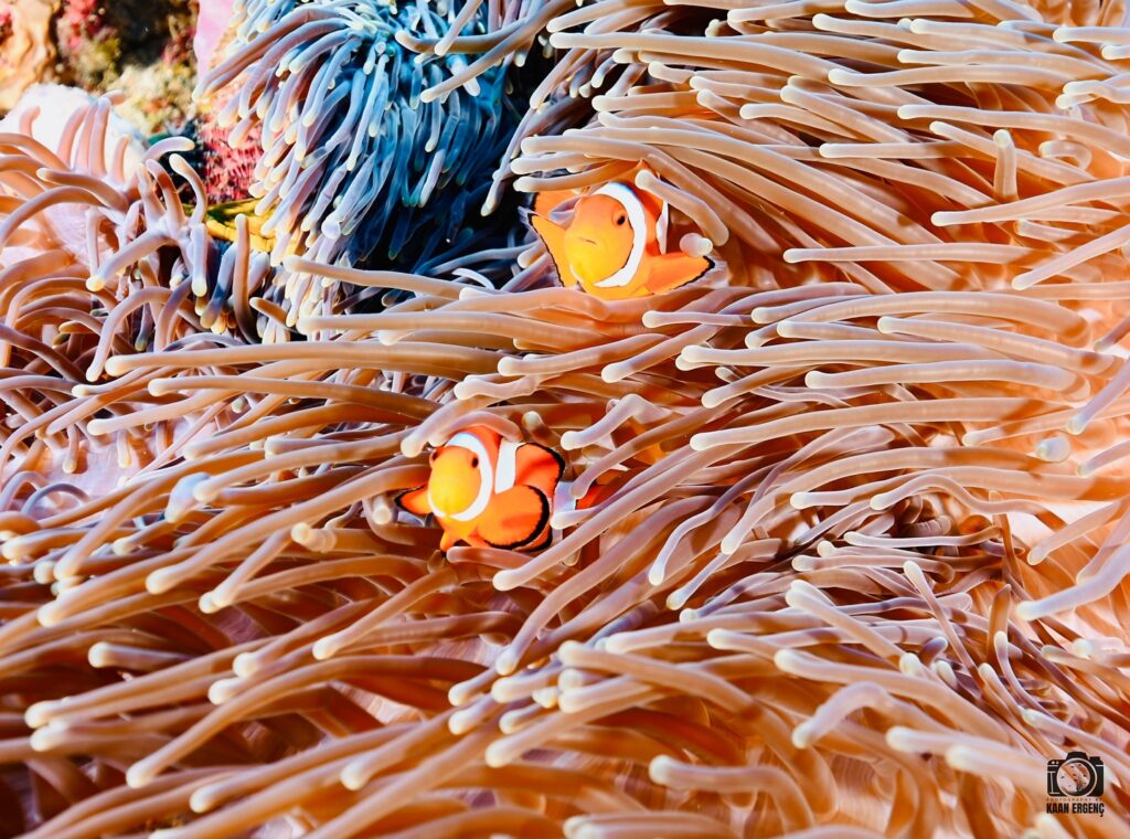 deephookdiscoveries_1759227153_3732990386210615594_76403447352