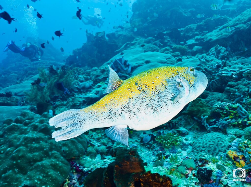 deephookdiscoveries_1759227153_3732990386210664271_76403447352