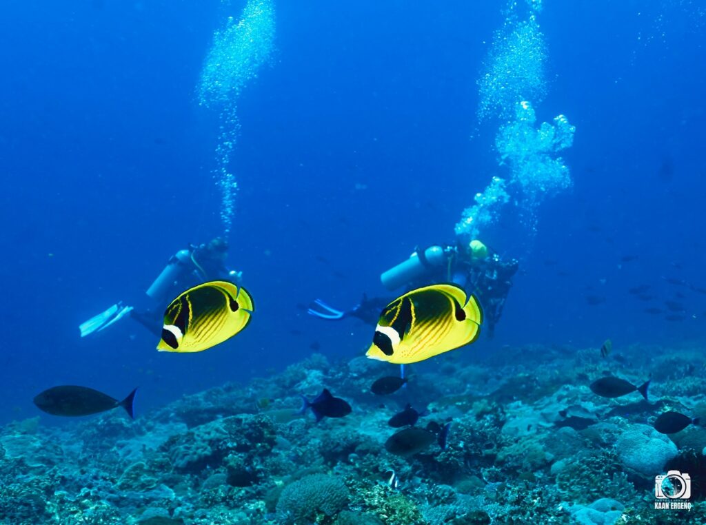 deephookdiscoveries_1759227153_3732990386235803885_76403447352