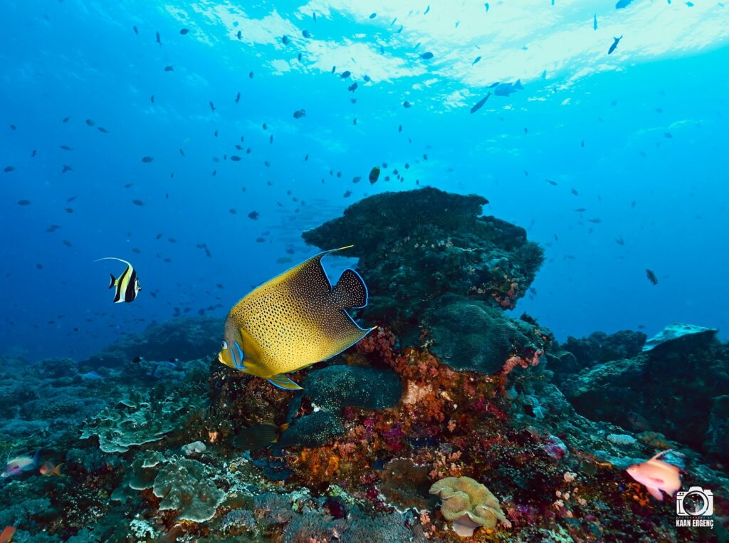 deephookdiscoveries_1759227153_3732990386495846104_76403447352