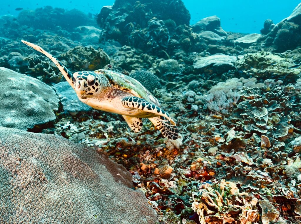 deephookdiscoveries_1759227153_3732990386521033438_76403447352