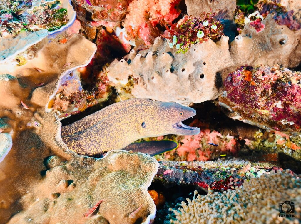 deephookdiscoveries_1759227153_3732990386932064060_76403447352