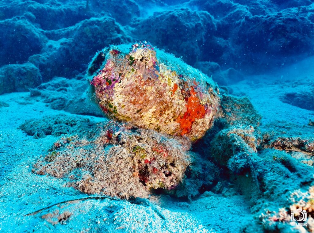 deephookdiscoveries_1759477691_3735092046978356110_76403447352