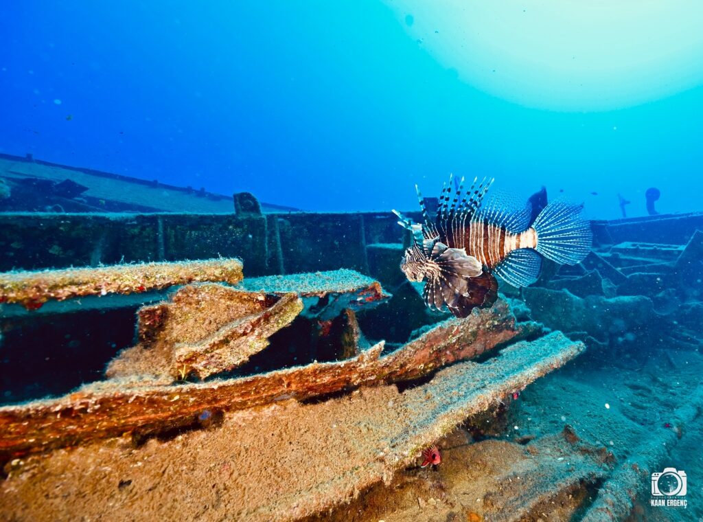 deephookdiscoveries_1759477691_3735092046978389286_76403447352