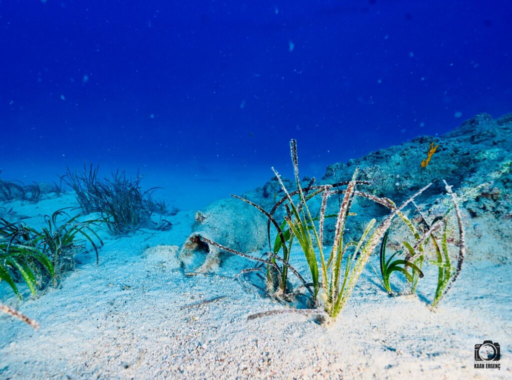 deephookdiscoveries_1759477813_3735093073685295976_76403447352