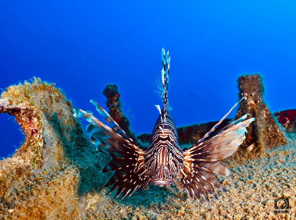 deephookdiscoveries_1759477813_3735093074230553915_76403447352