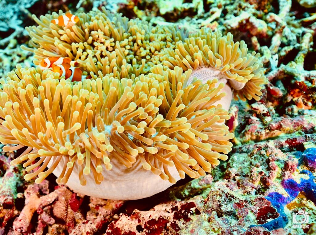 deephookdiscoveries_1759914943_3738759986470715470_76403447352