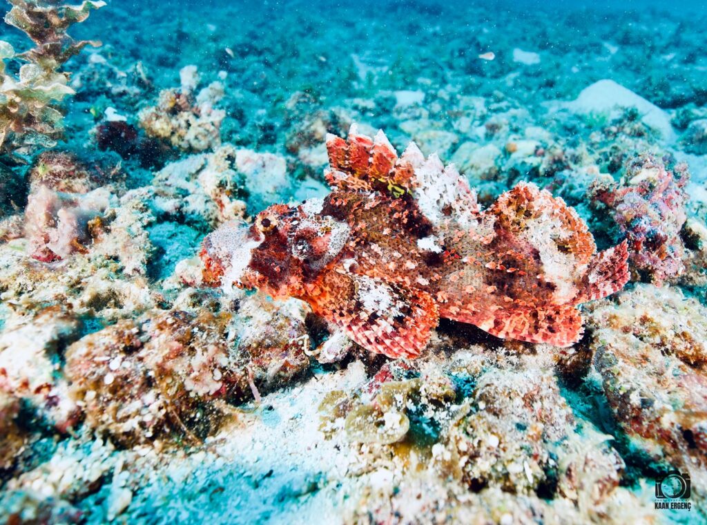 deephookdiscoveries_1759914943_3738759986479107344_76403447352