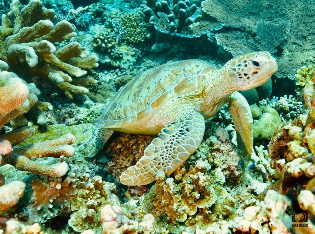 deephookdiscoveries_1759914943_3738759986479109214_76403447352