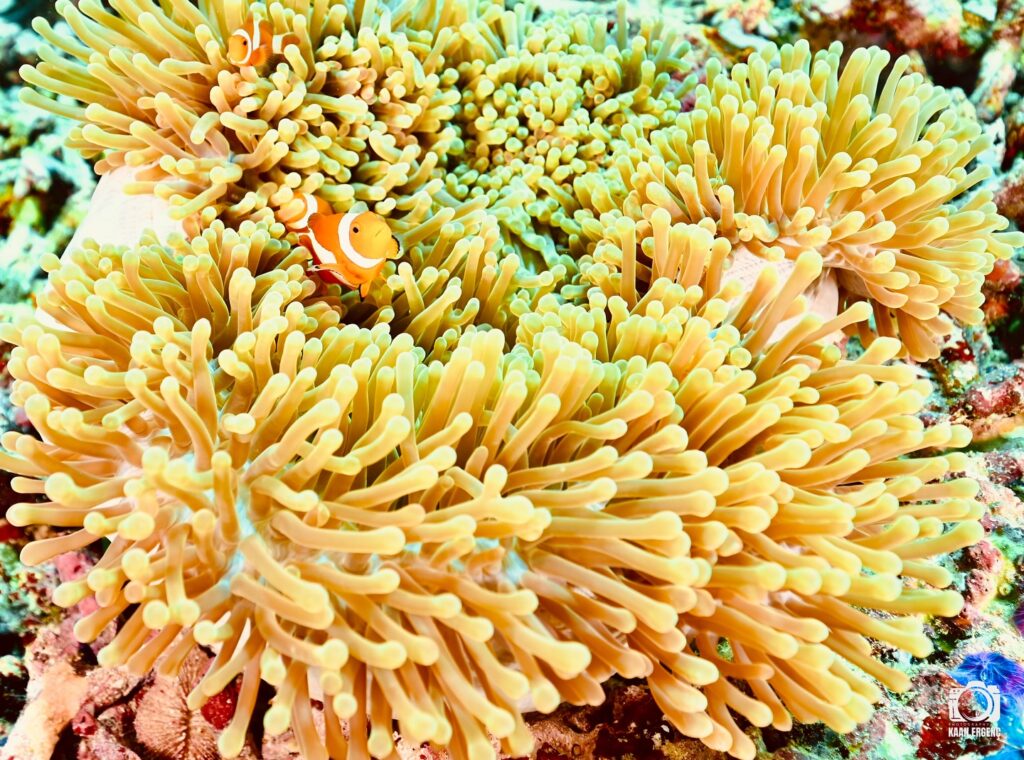 deephookdiscoveries_1759914943_3738759986479110619_76403447352