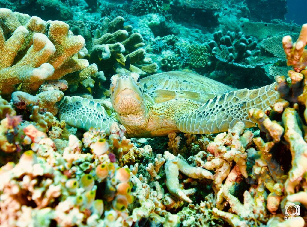 deephookdiscoveries_1759914943_3738759986479120824_76403447352