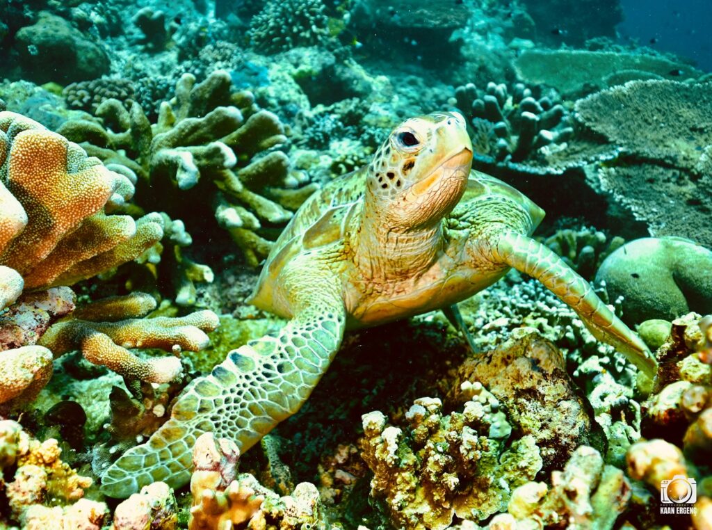 deephookdiscoveries_1759914943_3738759986479125476_76403447352