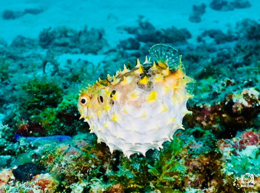 deephookdiscoveries_1759914943_3738759986479128492_76403447352