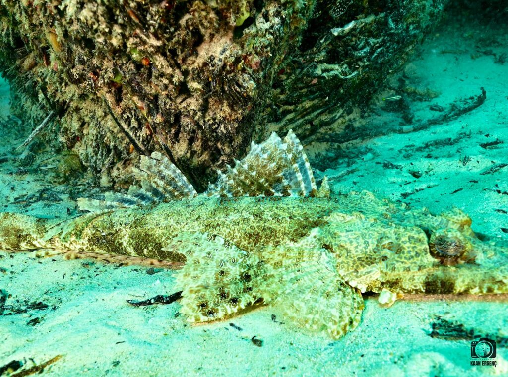 deephookdiscoveries_1759914943_3738759986479133612_76403447352