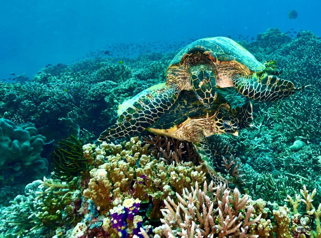 deephookdiscoveries_1759914943_3738759986479151495_76403447352