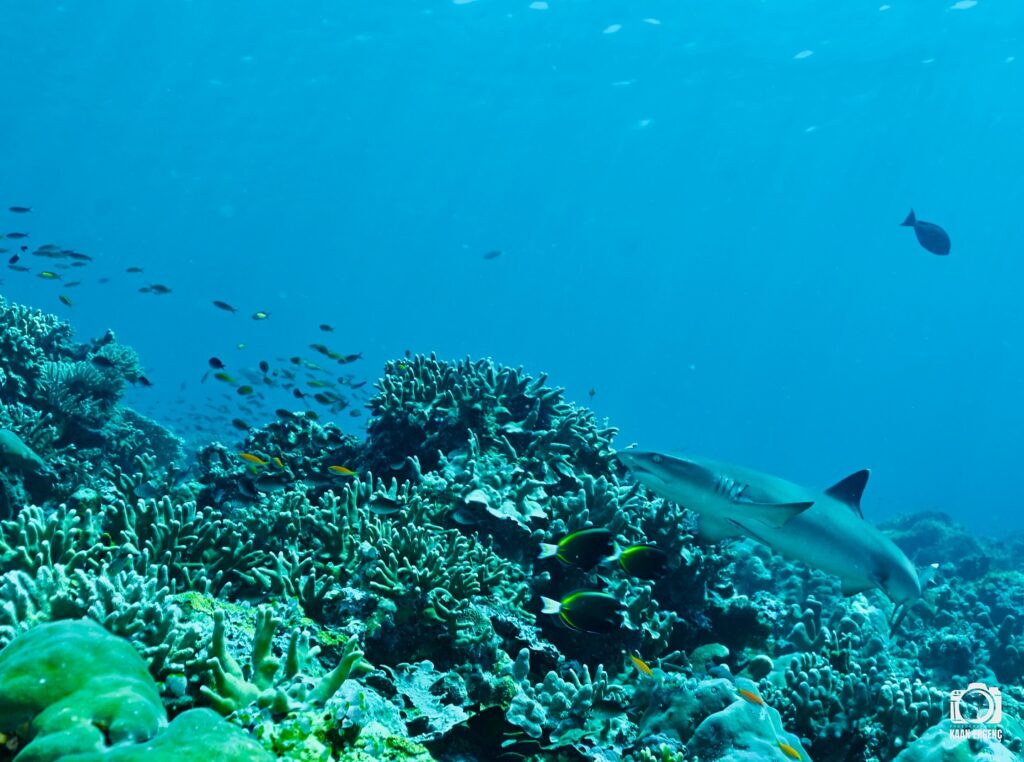 deephookdiscoveries_1759914943_3738759986479167295_76403447352