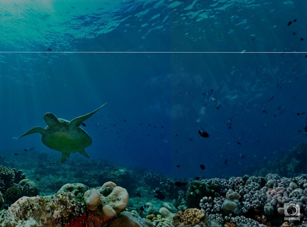 deephookdiscoveries_1759914943_3738759986487496820_76403447352