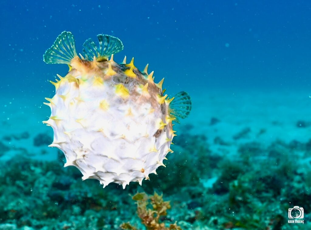 deephookdiscoveries_1759914943_3738759986487505586_76403447352