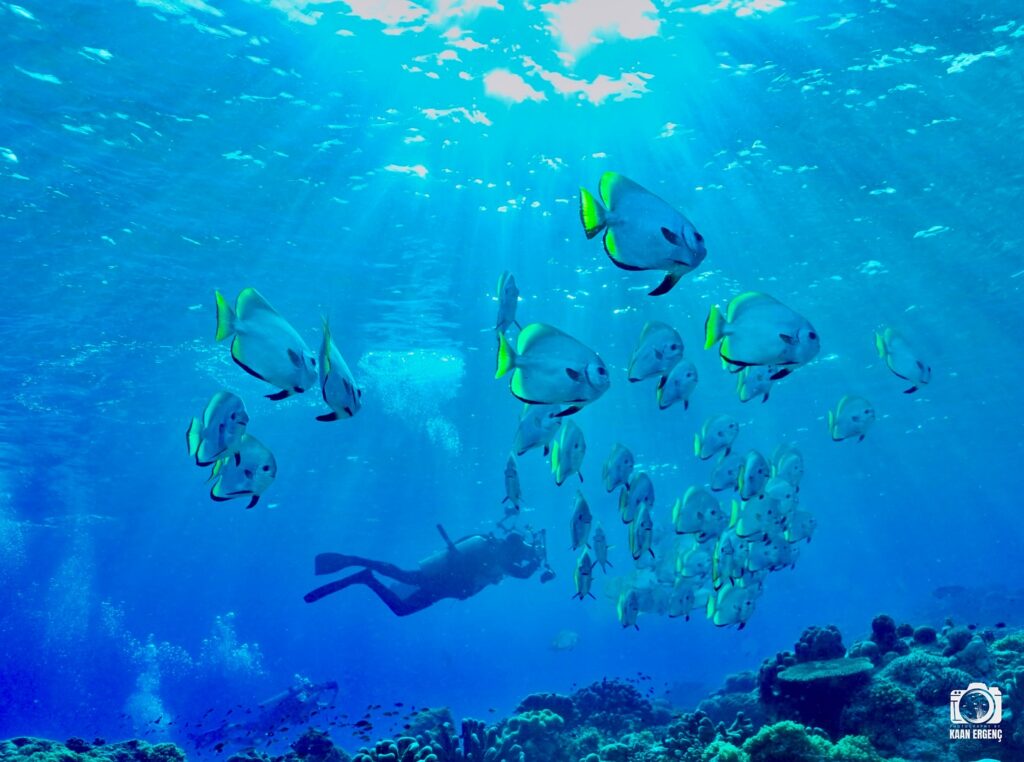 deephookdiscoveries_1759915041_3738760810374637299_76403447352