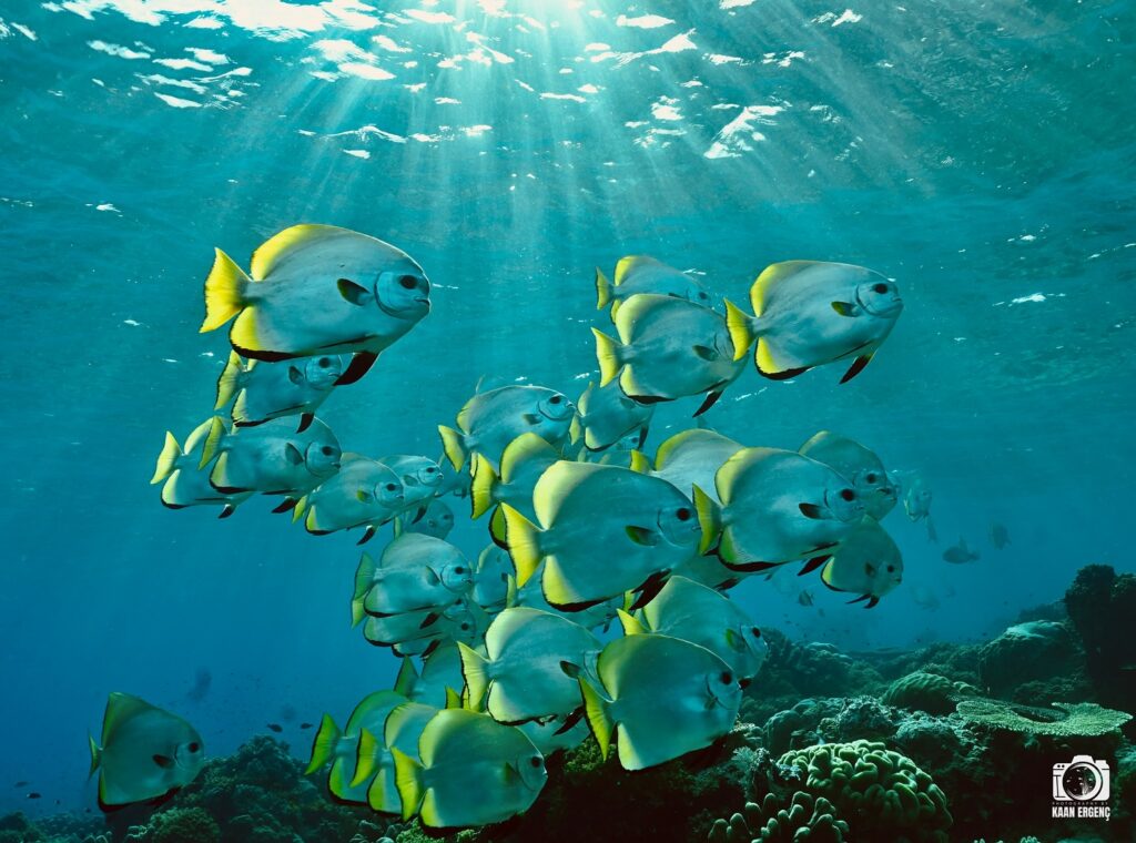 deephookdiscoveries_1759915041_3738760810374659428_76403447352