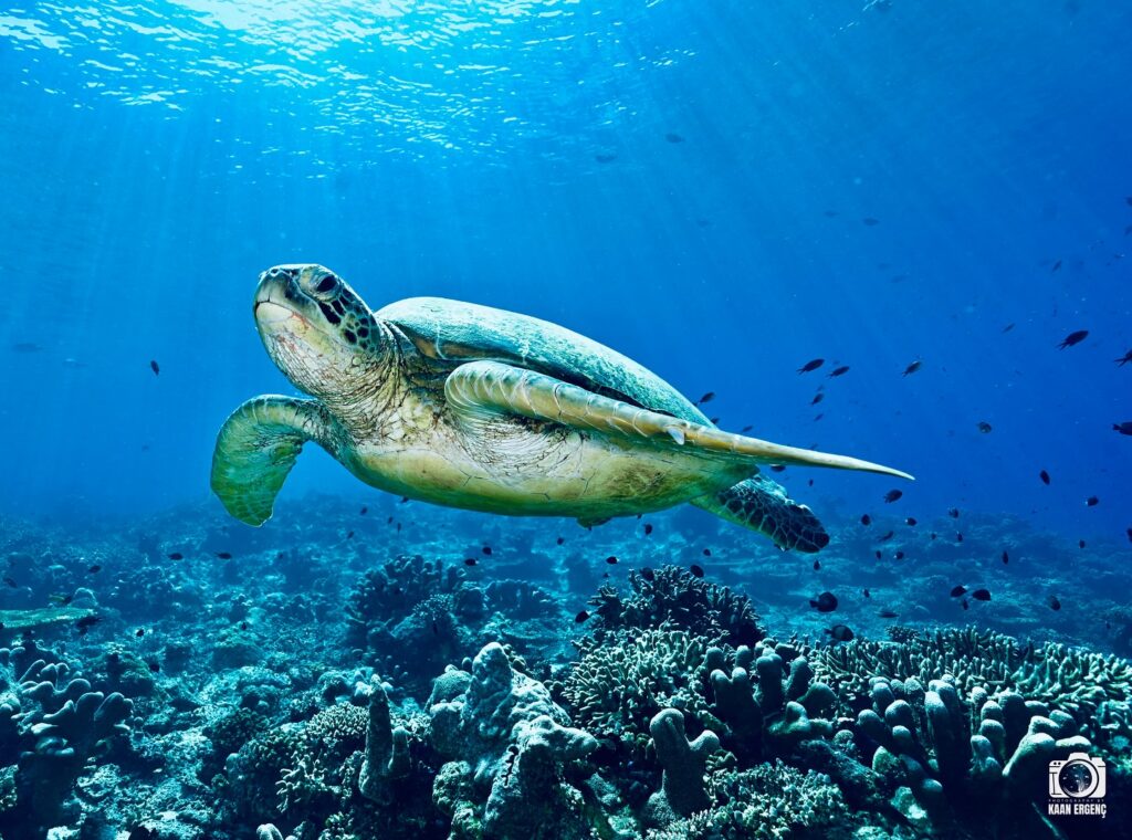 deephookdiscoveries_1759915041_3738760810383039894_76403447352