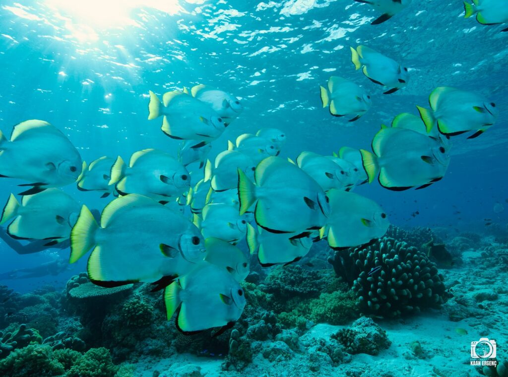 deephookdiscoveries_1759915041_3738760810383076708_76403447352