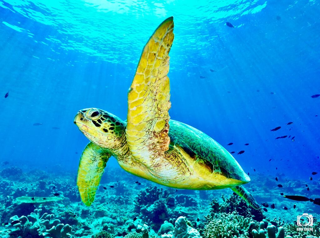 deephookdiscoveries_1759915041_3738760810391421407_76403447352