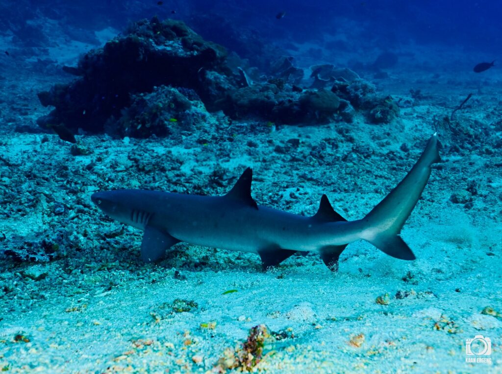 deephookdiscoveries_1759915041_3738760810391423698_76403447352