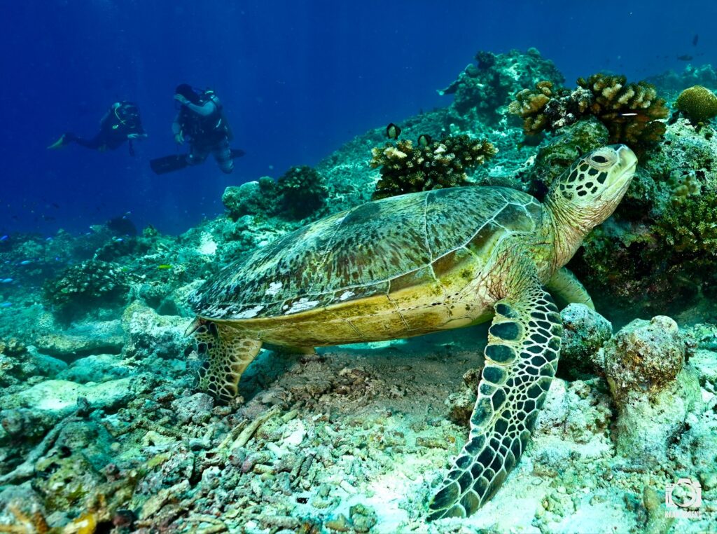 deephookdiscoveries_1759915041_3738760810391432593_76403447352