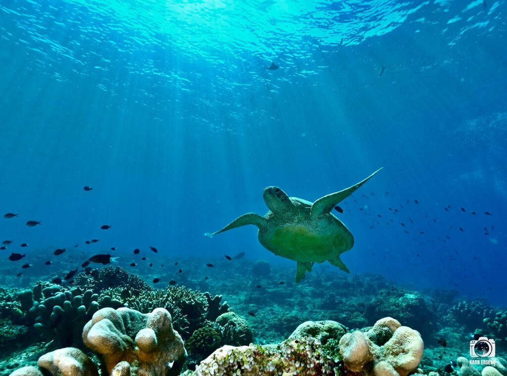 deephookdiscoveries_1759915041_3738760810391446155_76403447352