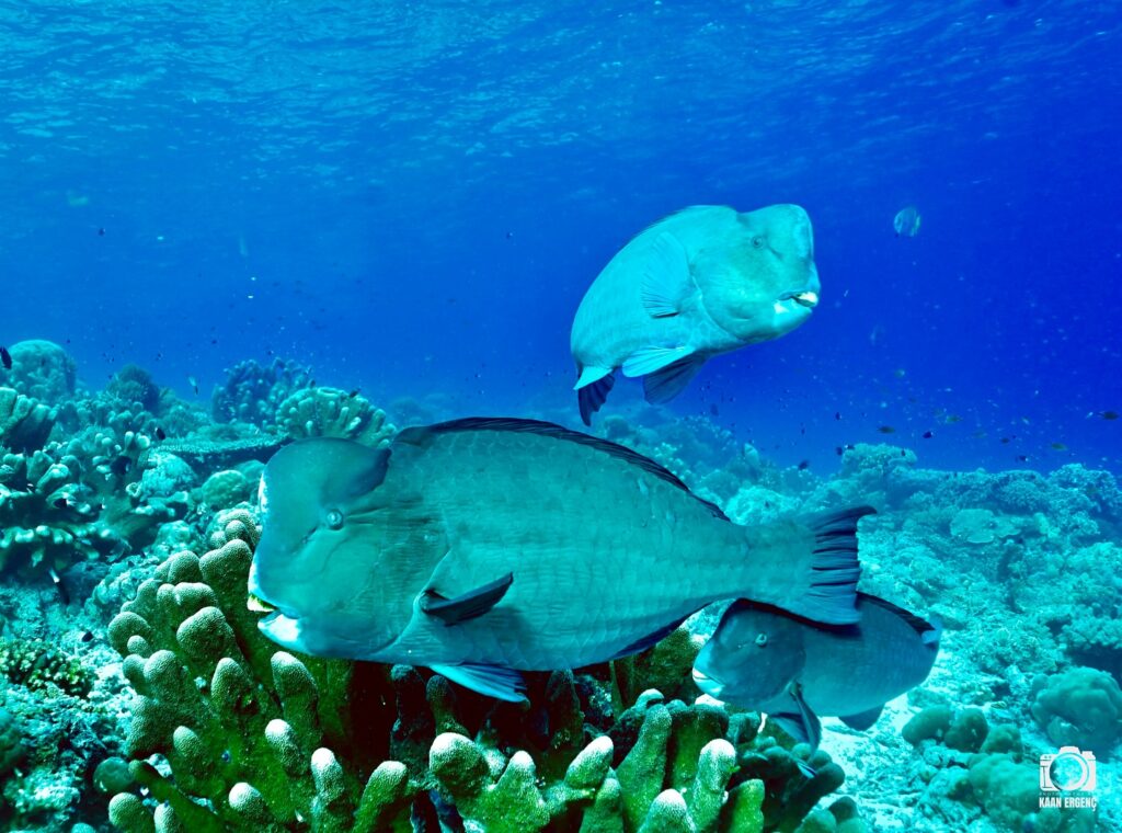 deephookdiscoveries_1759915041_3738760810408218077_76403447352