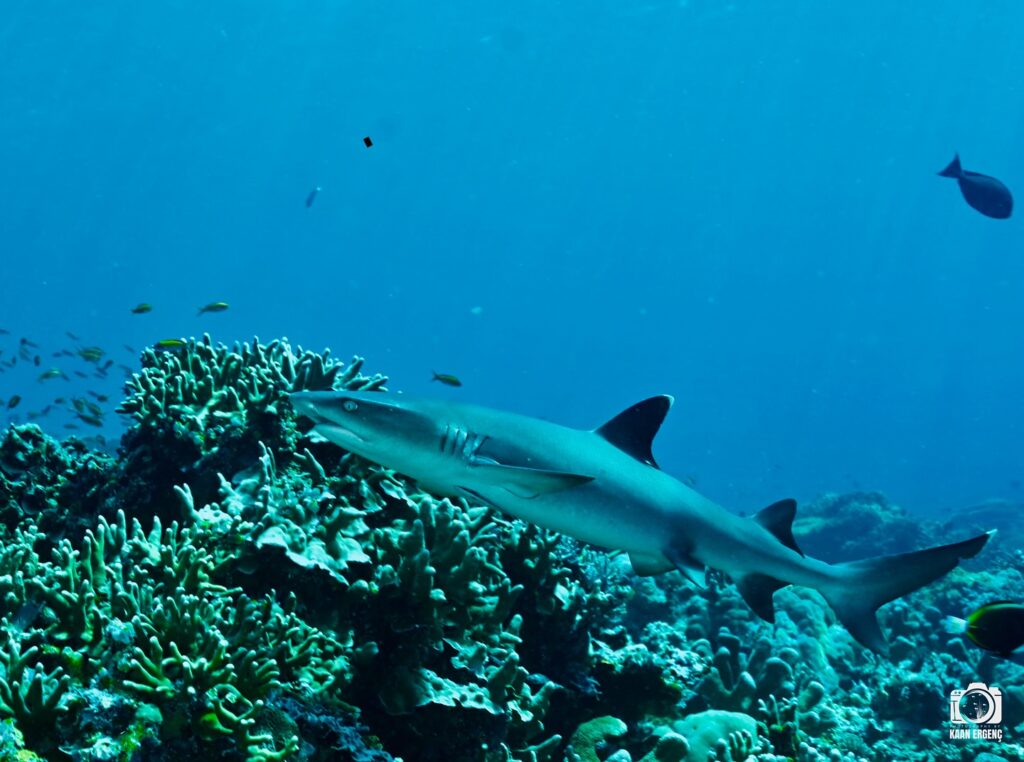 deephookdiscoveries_1759915041_3738760810525674973_76403447352