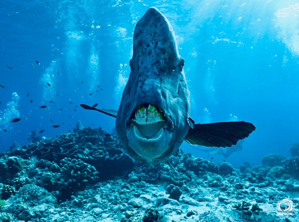 deephookdiscoveries_1759915041_3738760810685038716_76403447352